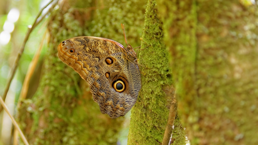 03 - Volcan Arenal (25).jpg